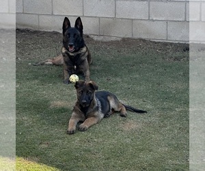 Malinois Puppy for sale in BAKERSFIELD, CA, USA