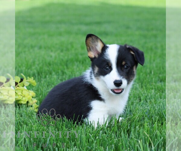 Medium Photo #5 Pembroke Welsh Corgi Puppy For Sale in PALMYRA, PA, USA