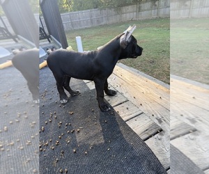 Cane Corso Puppy for Sale in PARAGOULD, Arkansas USA