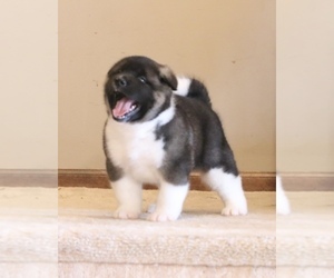 Akita Puppy for sale in SUSSEX, NJ, USA