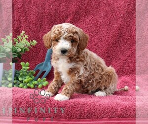 Goldendoodle (Miniature) Puppy for sale in EPHRATA, PA, USA