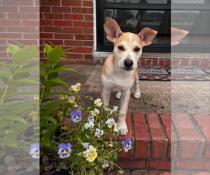 Labrador Retriever-Unknown Mix Dogs for adoption in Virginia Beach, VA, USA