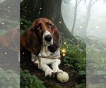 Small Photo #1 Basset Hound Puppy For Sale in ANGIER, NC, USA