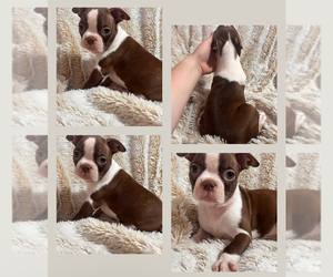 Medium Boston Terrier