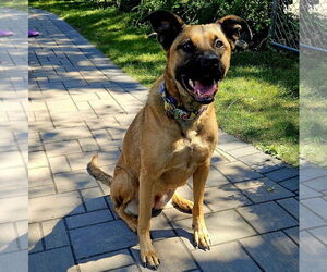 Medium German Shepherd Dog Mix