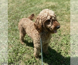 Mother of the Goldendoodle puppies born on 03/12/2026