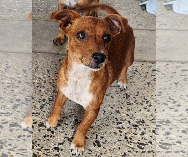 Medium Photo #2 Chiweenie Puppy For Sale in Horn Lake, MS, USA