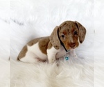 Small #5 Dachshund