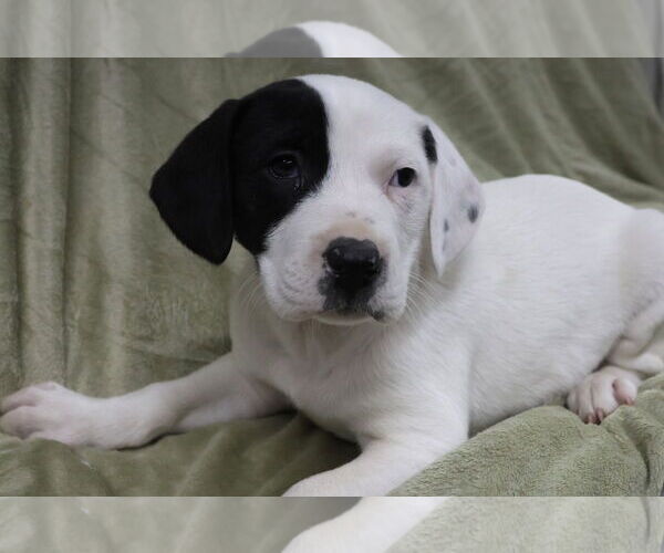 Medium Photo #2 Labbe Puppy For Sale in Princeton, MN, USA