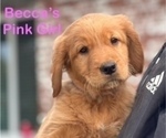 Puppy Pink Collar Golden Retriever