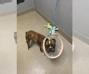 American Bulldog-Unknown Mix Dogs for adoption in Las Vegas, NV, USA