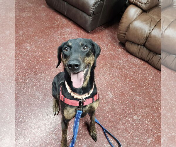 Medium Photo #11 Mutt Puppy For Sale in Fargo, ND, USA