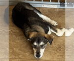 Small #3 Siberian Husky Mix