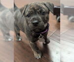 Small #1 American Staffordshire Terrier Mix