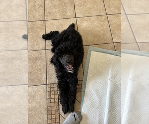 Poodle (Standard) Puppy for sale in EXETER, CA, USA