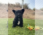 Puppy Green collar French Bulldog-Poodle (Miniature) Mix