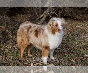 Father of the Miniature American Shepherd puppies born on 02/20/2022