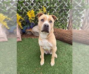 American Bulldog Dogs for adoption in Oklahoma City, OK, USA