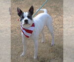 Small American Bulldog Mix