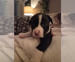 PoBoy - Zoey's Litter - Male American Pit Bull Terrier-Border Collie Mix Dog for Adoption - Photo #22