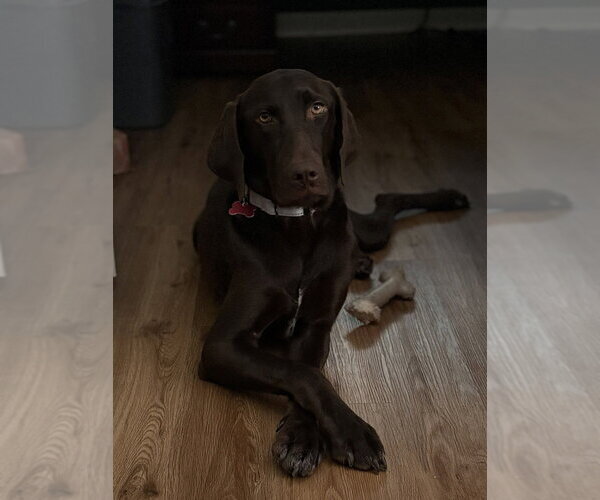 Medium Photo #4 Labrador Retriever-Unknown Mix Puppy For Sale in Boston, MA, USA