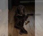 Small #3 Labrador Retriever Mix