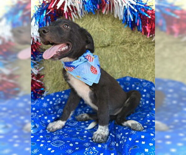 Medium Photo #3 Border Collie-Unknown Mix Puppy For Sale in Pleasanton, TX, USA