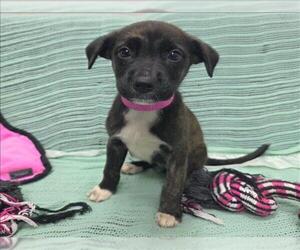 Labrador Retriever-Unknown Mix Dogs for adoption in Grovetown, GA, USA