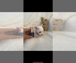 Small #4 Chihuahua