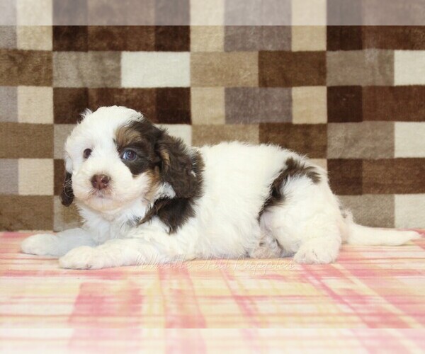 Medium Photo #2 Bernedoodle (Miniature) Puppy For Sale in DENVER, PA, USA