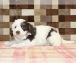 Small #1 Bernedoodle (Miniature)