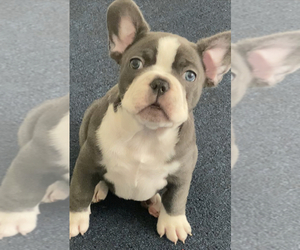 French Bulldog Puppy for sale in CORAL GABLES, FL, USA