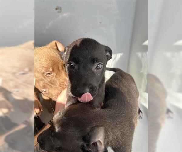 Medium Photo #1 Mutt Puppy For Sale in Houston, TX, USA