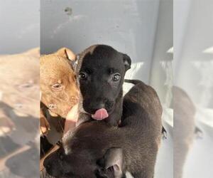 Mutt Dogs for adoption in Houston, TX, USA