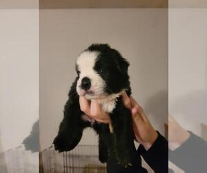 Boston Terrier-Miniature Australian Shepherd Mix Puppy for sale in PLAINFIELD, IL, USA