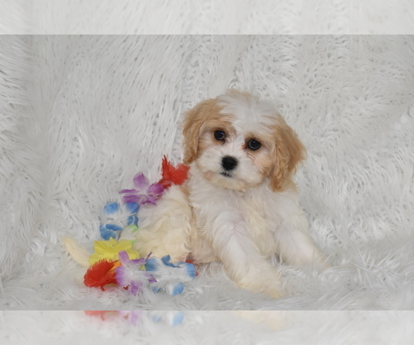 Medium Photo #3 Cavachon Puppy For Sale in ELDORADO, OH, USA