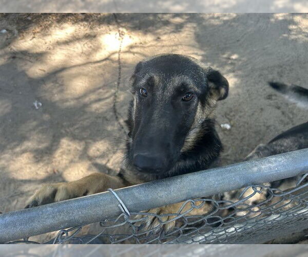 Medium Photo #1 German Shepherd Dog Puppy For Sale in Ocala, FL, USA
