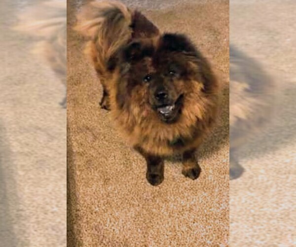 Medium Photo #1 Chow Chow Puppy For Sale in ARLINGTON, TX, USA