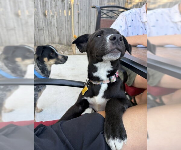 Medium Photo #8 Labrador Retriever-Unknown Mix Puppy For Sale in Sandy, UT, USA