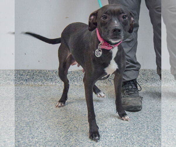 Medium Photo #2 American Staffordshire Terrier-Unknown Mix Puppy For Sale in Huntley, IL, USA