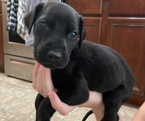 Doberman Pinscher-Great Dane Mix Puppy for sale in QUEEN CREEK, AZ, USA