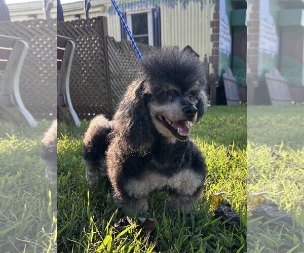 Medium Photo #1 Poodle (Toy) Puppy For Sale in Pacolet, SC, USA
