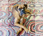 Small #7 Boxer