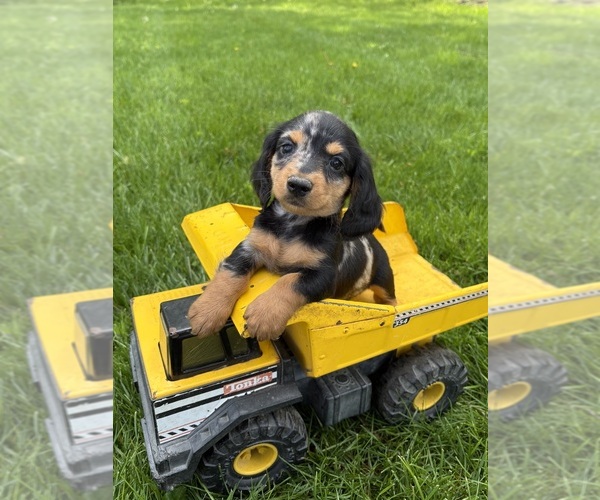Medium Photo #3 Dachshund Puppy For Sale in MIDDLEBURY, IN, USA
