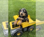 Small #2 Dachshund