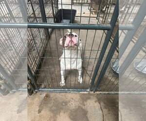 Jitterbug - Male American Staffordshire Terrier-Unknown Mix Dog for Adoption - Photo #5