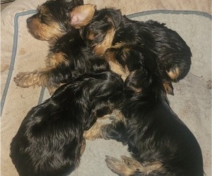 Yorkshire Terrier Litter for sale in NORTHGLENN, CO, USA