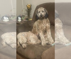 Bernedoodle Puppy for sale in CRAWFORDSVLLE, IA, USA