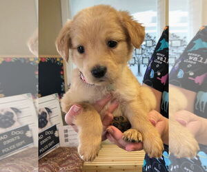 Labrador Retriever-Unknown Mix Dogs for adoption in Amarillo, TX, USA