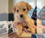 Small Labrador Retriever Mix